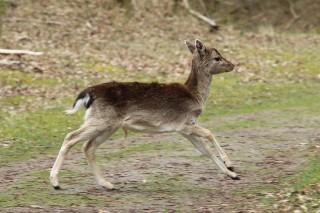 wandelen-april-02